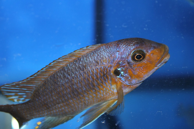 Petrotilapia palingnathos 'Chizumulu Island'